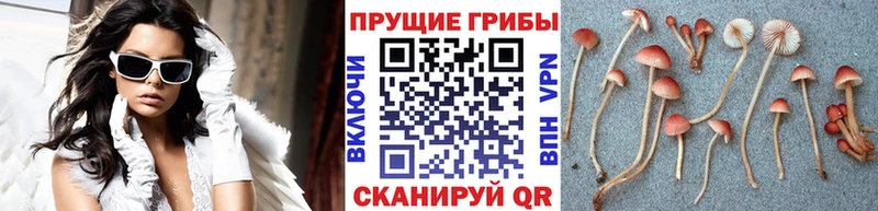 купить наркотики цена Дмитриев Галлюциногенные грибы прущие грибы